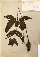 藏品(變葉三叉蕨)的圖片